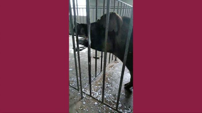 Sergal - Fase de Preescalfament - Alta Genètica Porcina